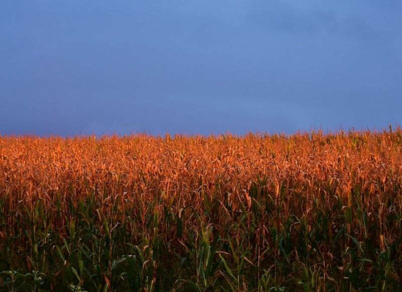 Sunset over a corn field